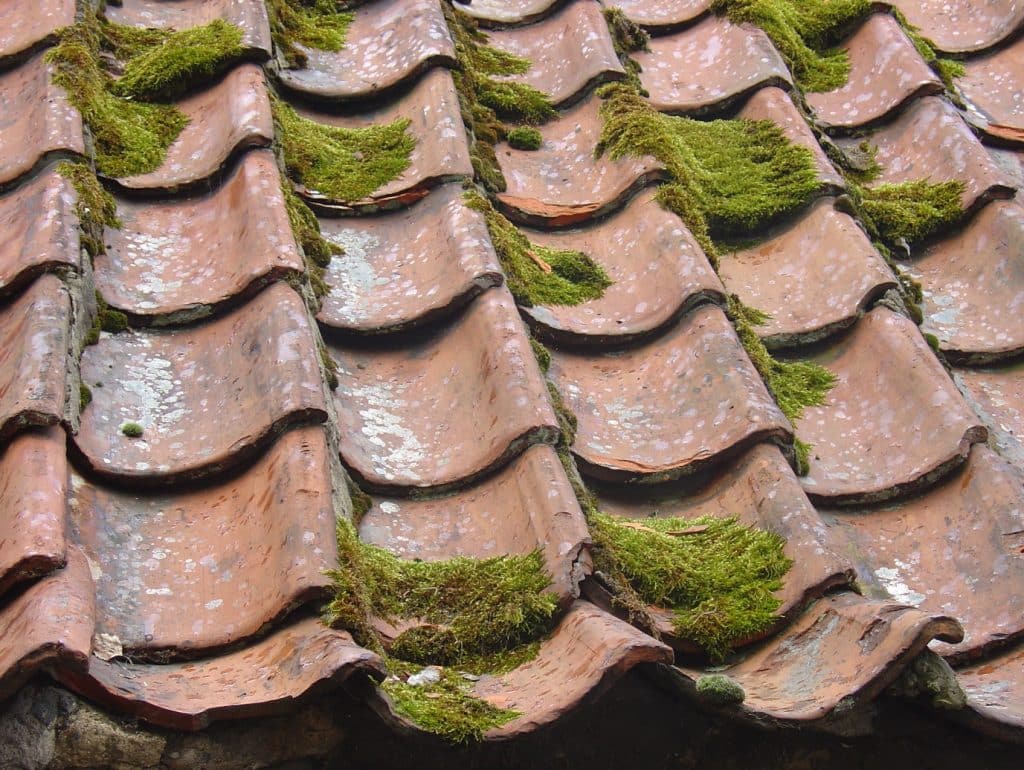 Read more about the article Green Roofs: A Sustainable Solution to Modern Roofing Challenges
